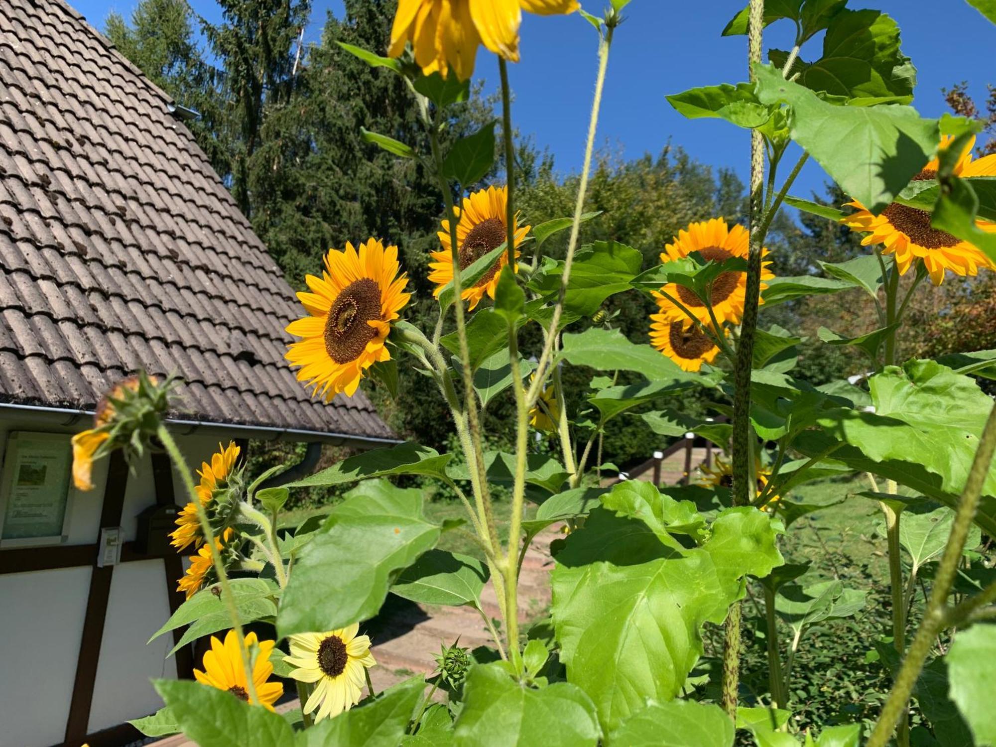 Die Kleine Ferienvilla Edersee Frankenau Exteriör bild
